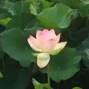 じゅみの画像