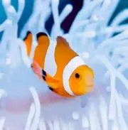 LUNAMISの画像