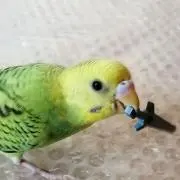 チョコの画像
