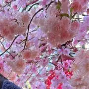 kao   土日10%オフ★コメ下さい！の画像