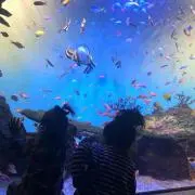 dnkの画像