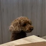 すももの画像