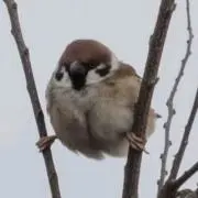 たっつの画像