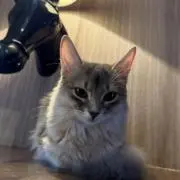 まさの画像