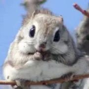 ももんが