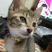 yaaaaanの画像