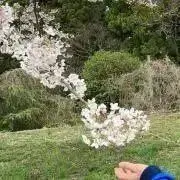 m*kasumisouの画像