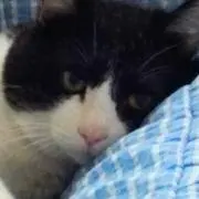 チャッピー