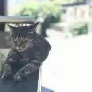 みみ✳︎