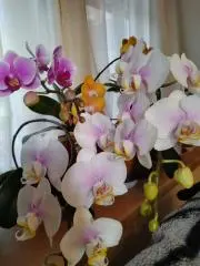 芳蘭