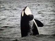 ミロ⋈プロフ必須の画像