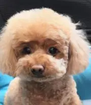 こむなぎ