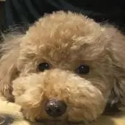 ちゃまるの画像