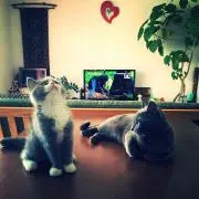 じゅん