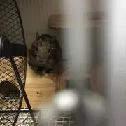 anashiの画像