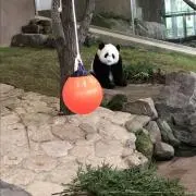 fooookoの画像