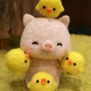 ひよこの画像