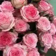 ロズモンの画像