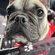 百