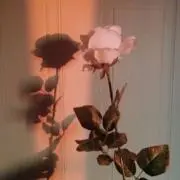Kの画像