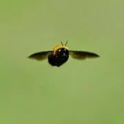 たいいくかいの画像