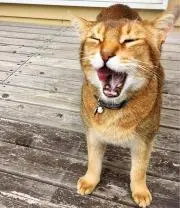 にゃんこせんせいの画像