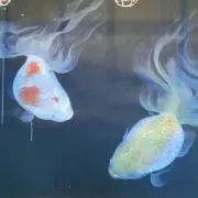 うみの画像