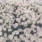 Rinの画像