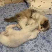かやの画像