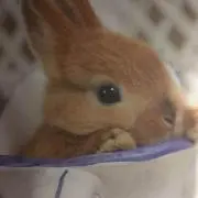 キハル