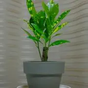 紫蘇