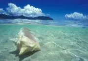 SHARKの画像