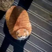 はせべー