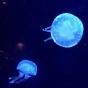 海月の画像