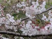 おからの画像