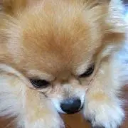 豆助の画像