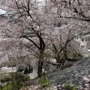 あーちゃんの画像