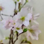 さくら