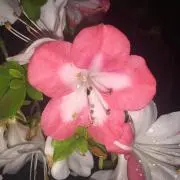 よっこ(*^o^*)