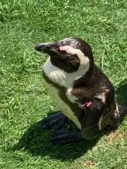 Ｋの画像