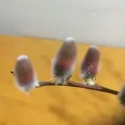 non nonの画像