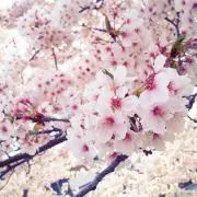 hicota