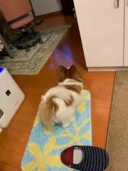 あずきの画像