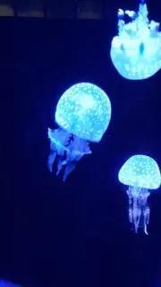 100カノ アクリルボード アイドルロード編 - メルカリ