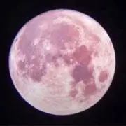 ポムの画像