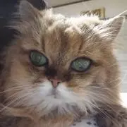 ペコちゃん