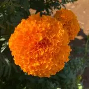 しきの画像