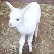 ふゆ