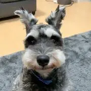 ちよもん