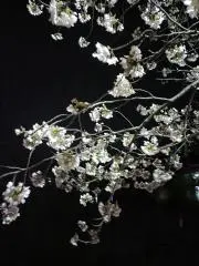 金木犀の画像